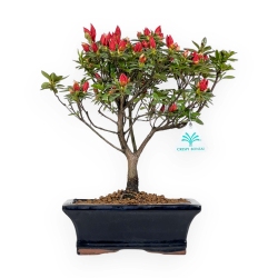 Rhododendrum indicum - Azalea - 33 cm