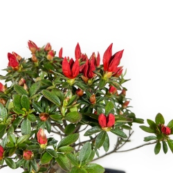 Rhododendrum indicum - Azalea - 33 cm