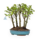 Ulmus parviflora - Olmo - 28 cm