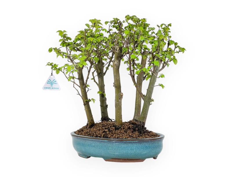 Ulmus parviflora - Elm - 28 cm