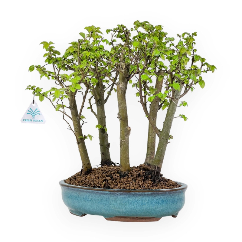 Ulmus parviflora - Olmo - 28 cm