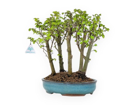 Ulmus parviflora - Olmo - 28 cm