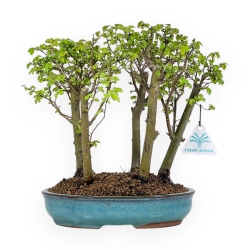 Ulmus parviflora - Olmo - 28 cm