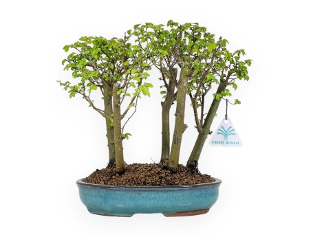 Ulmus parviflora - Elm - 28 cm