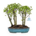 Ulmus parviflora - Olmo - 28 cm