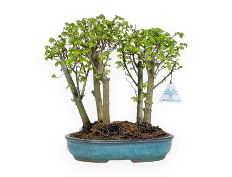 Ulmus parviflora - Olme - 28 cm