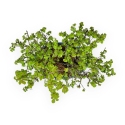 Ulmus parviflora - Olmo - 28 cm