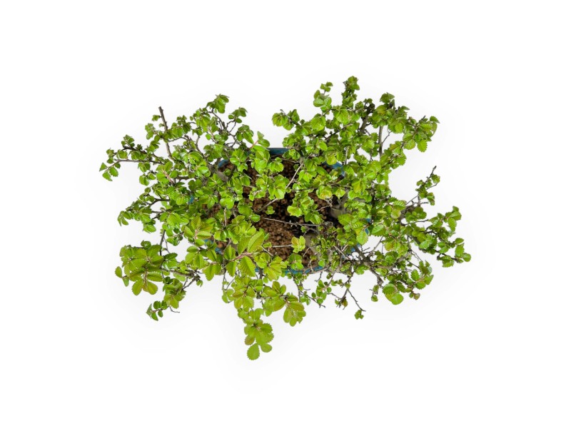 Ulmus parviflora - Elm - 28 cm