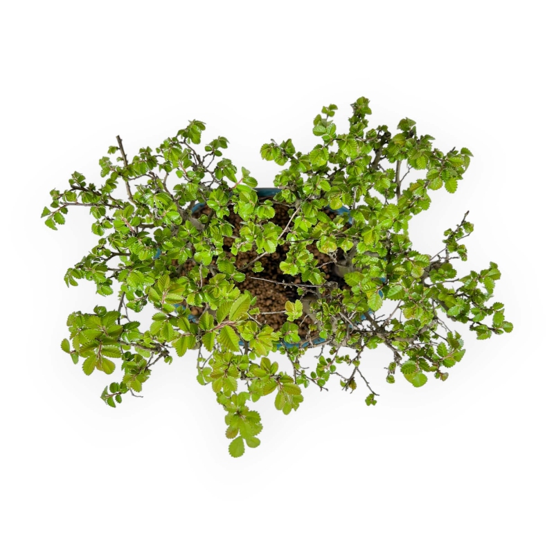 Ulmus parviflora - Olmo - 28 cm