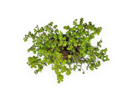 Ulmus parviflora - Olme - 28 cm