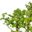 Ulmus parviflora - Olmo - 28 cm