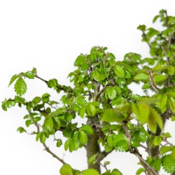 Ulmus parviflora - Olmo - 28 cm