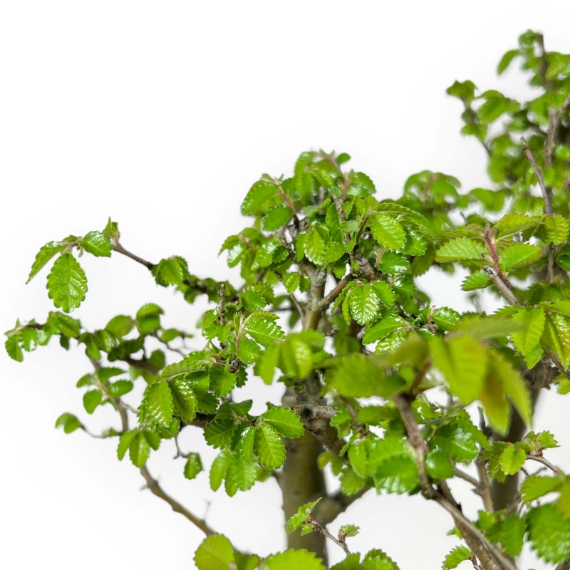 Ulmus parviflora - Olmo - 28 cm