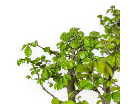Ulmus parviflora - Elm - 28 cm