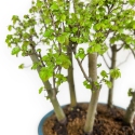Ulmus parviflora - Olmo - 28 cm