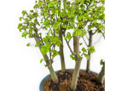 Ulmus parviflora - Olme - 28 cm