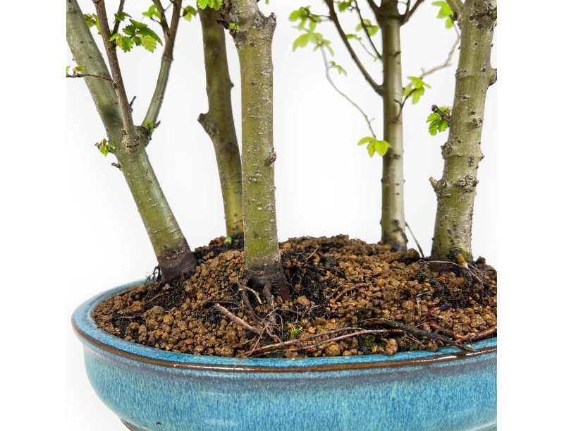 Ulmus parviflora - Elm - 28 cm