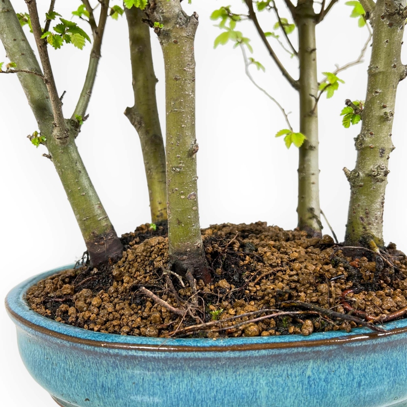 Ulmus parviflora - Olmo - 28 cm