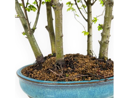 Ulmus parviflora - Olme - 28 cm