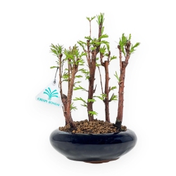 Metasequoia - 24 cm