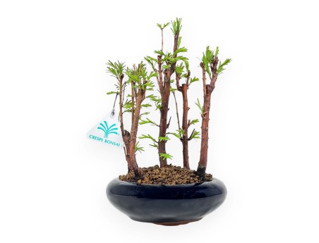 Metasequoia - 24 cm