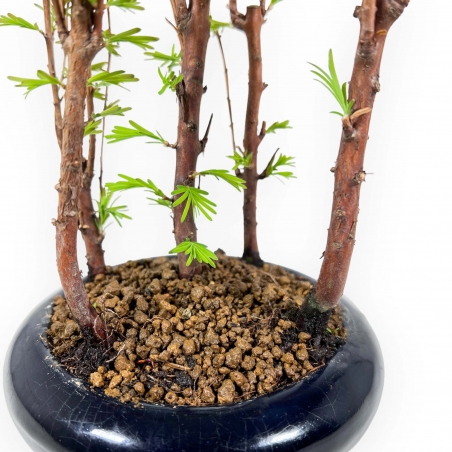 Metasequoia - 24 cm