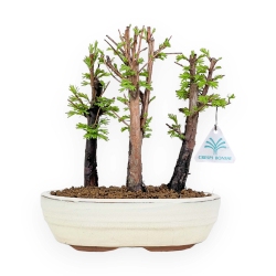 Metasequoia - 24 cm