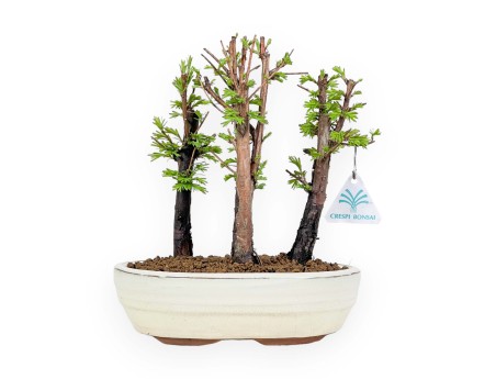 Metasequoia - 24 cm