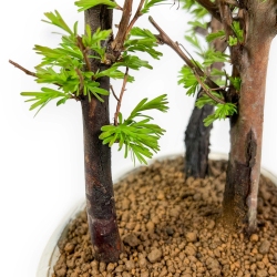 Metasequoia - 24 cm