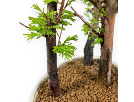 Metasequoia - 24 cm