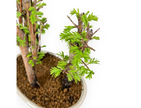 Metasequoia - 24 cm
