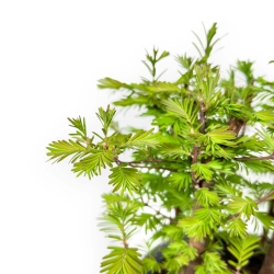 Metasequoia - 31 cm