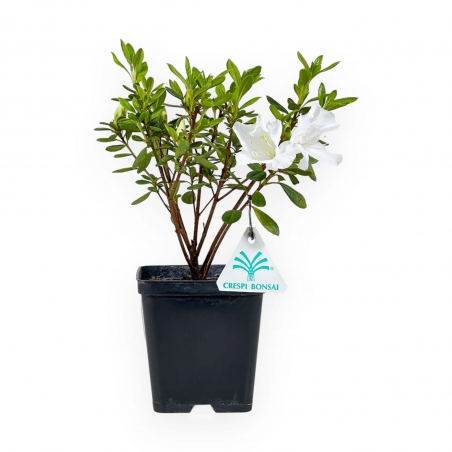 Azalea Japonica repetita (r) white - 26 cm