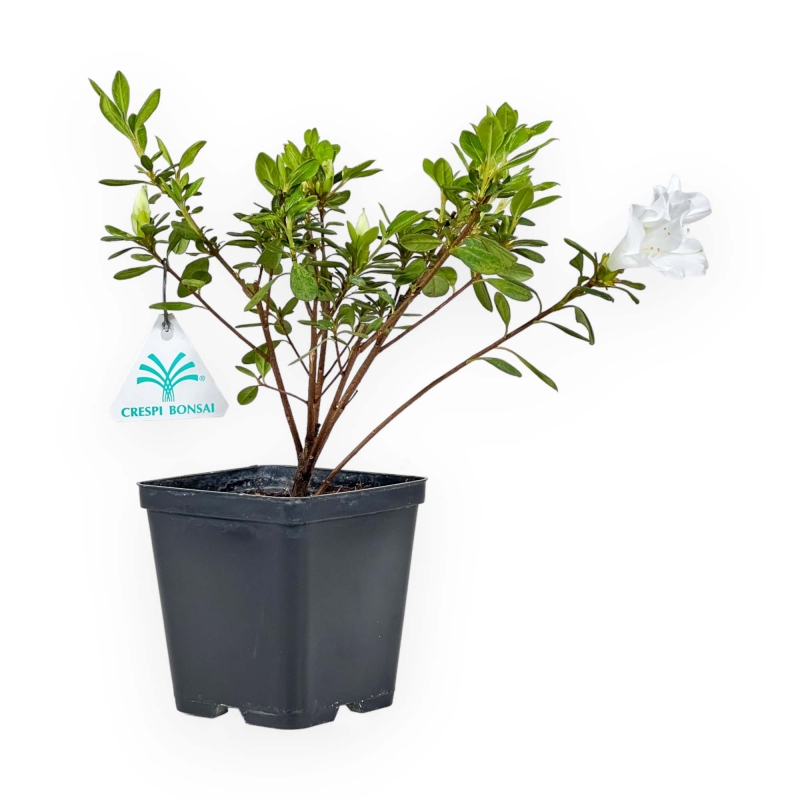 Azalée Japonica repetita (r) white - 26 cm