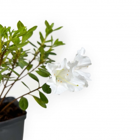Azalée Japonica repetita (r) white - 26 cm