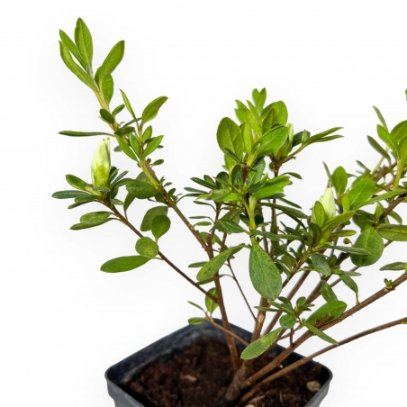 Azalée Japonica repetita (r) white - 26 cm