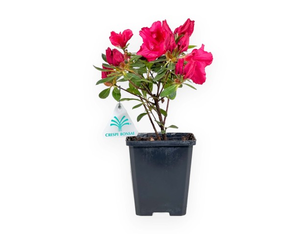 Azalée Japonica repetita (r) red - 24 cm