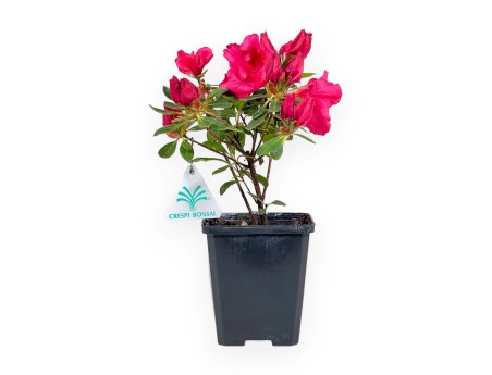 Azalea Japonica repetita (r) red - 24 cm