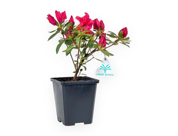 Azalea Japonica repetita (r) red - 24 cm 2