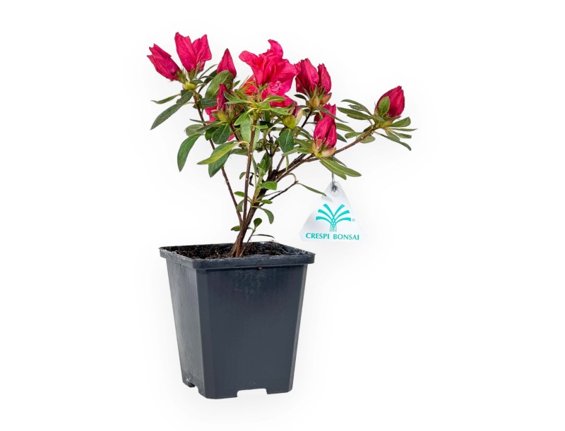 Azalea Japonica repetita (r) red - 24 cm
