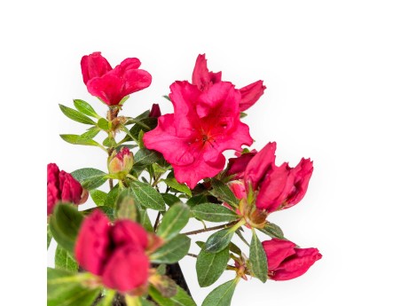 Azalée Japonica repetita (r) red - 24 cm