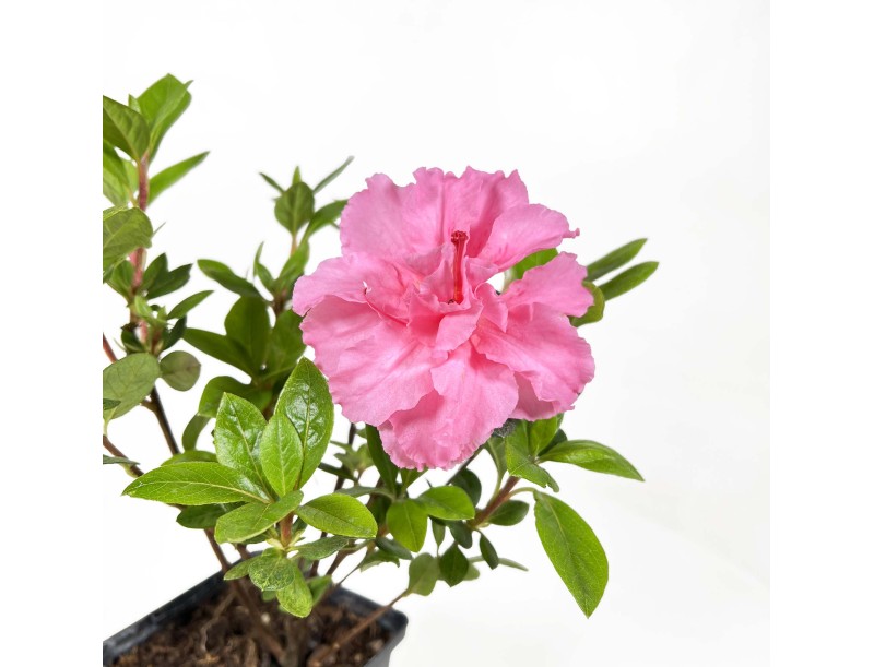 Azalea Japonica repetita (r) pink - 30 cm