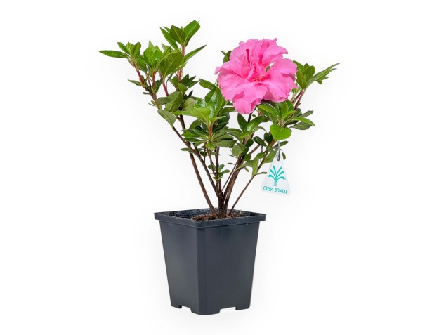 Azalée Japonica repetita (r) pink - 30 cm