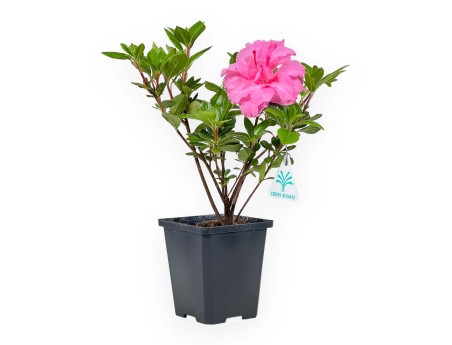 Azalea Japonica repetita (r) pink - 30 cm