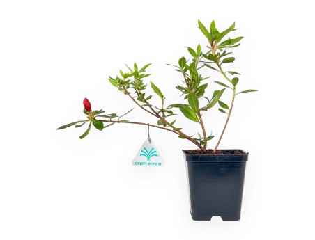 Azalea Japonica repetita (r) coral - 30 cm