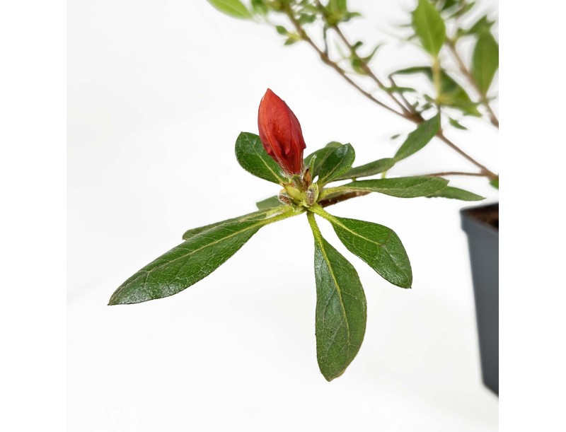 Azalea Japonica repetita (r) coral - 30 cm