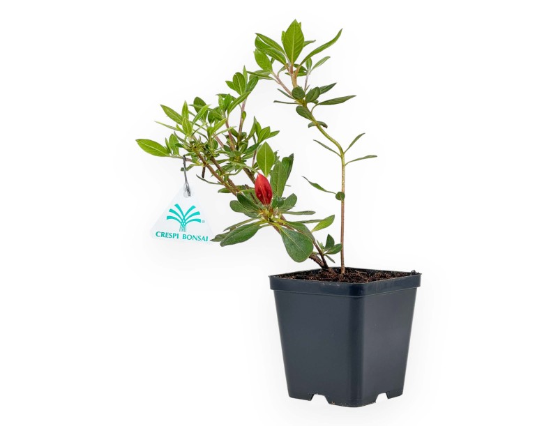 Azalea Japonica repetita (r) coral - 30 cm