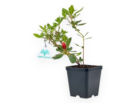 Azalea Japonica repetita (r) coral - 30 cm
