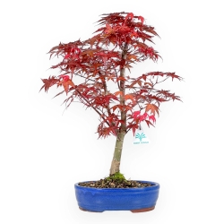 Acer Palmatum Deshojo - Érable - 46 cm
