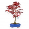 Acer Palmatum Deshojo - Acero - 46 cm